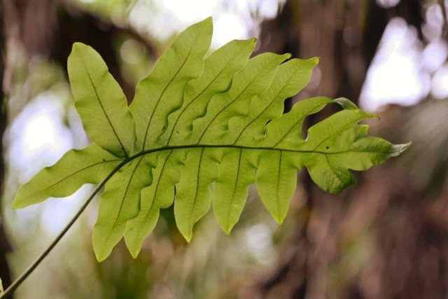 Foglie di Phlebodium aureum in natura