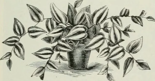 disegno antico di piante da appartamento