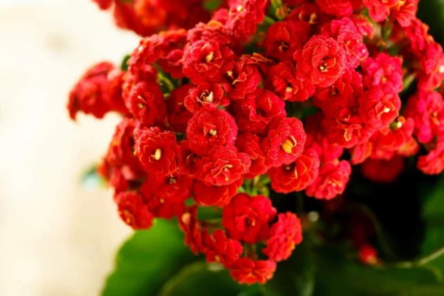 Kalanchoe 