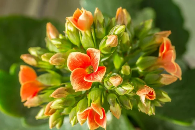 Kalanchoe blossfeldiana