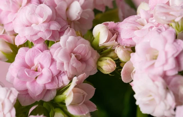 fiori rosa stradoppi