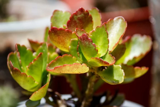 Kalanchoe