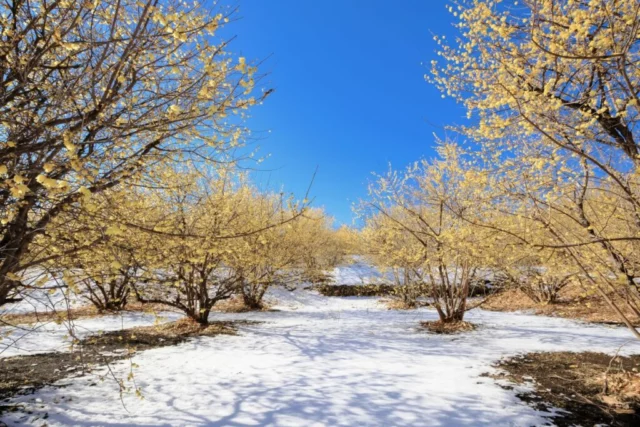 l'incanto delle fioriture con la neve