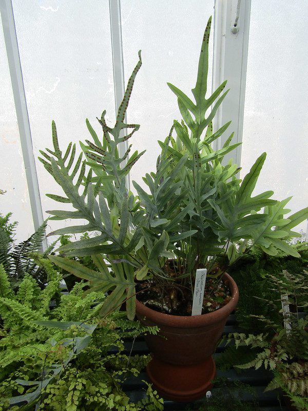 Giovane pianta di Phlebodium