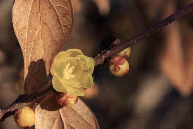 fiore di calicanto invernale