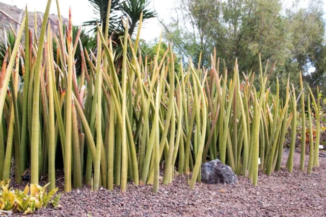 Sansevieria cylindrica