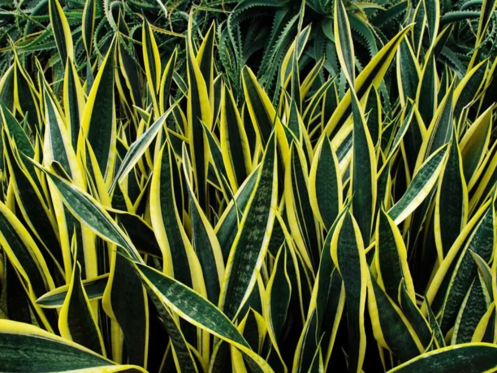 Sansevieria trifasciata