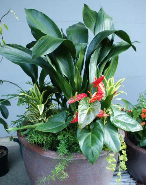 Aspidistra