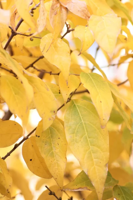 Vestito d'oro per accogliere l'autunno