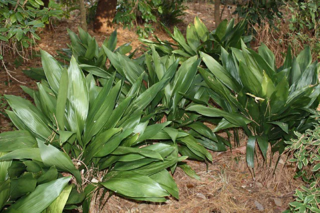 Aspidistra