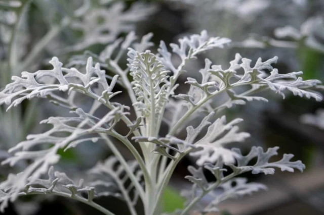  Senecio cineraria 