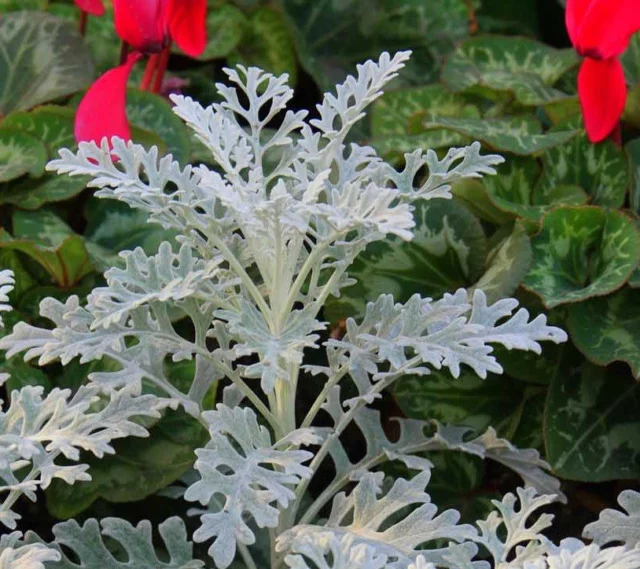 Senecio cineraria 