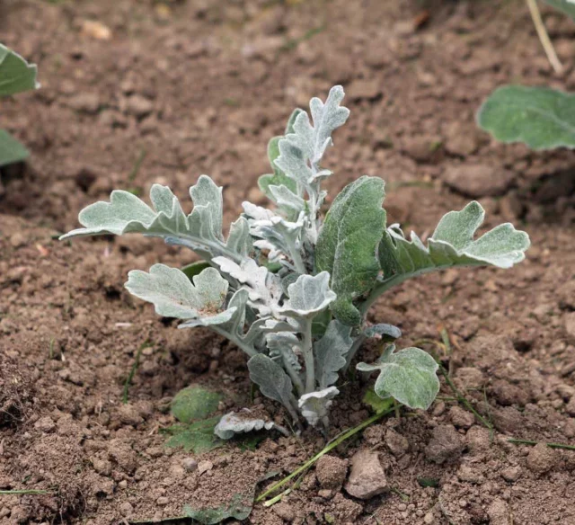 Jacobaea maritima Senecio cineraria 