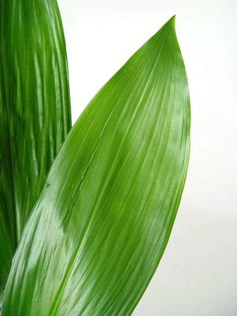 Aspidistra