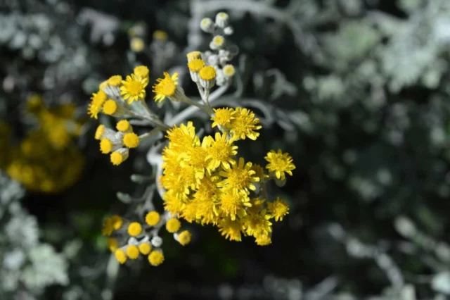 Jacobaea maritima