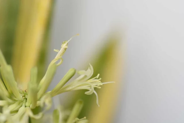 Sansevieria trifasciata fiore