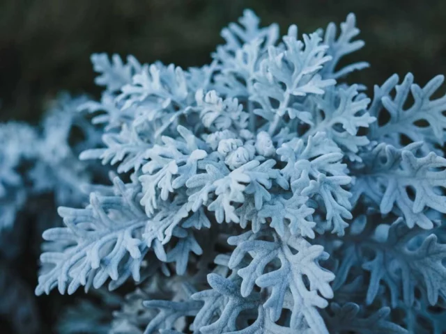 Jacobaea maritima Senecio cineraria 