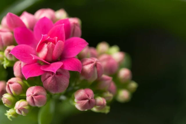 Kalanchoe blossfeldiana