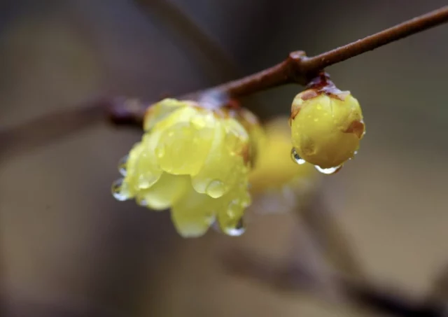 Piove, poesia in giardino