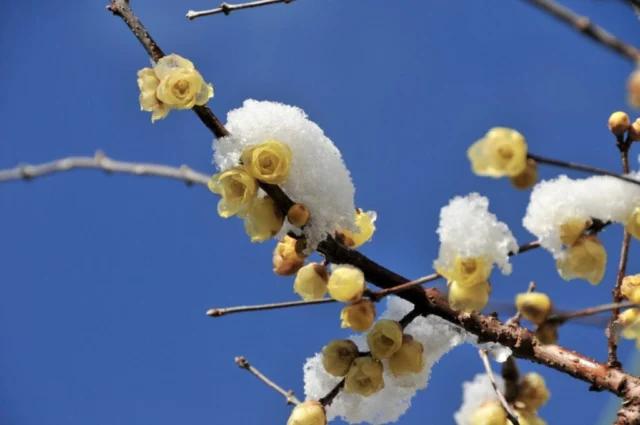 Fiori di calicanto invernale sotto la neve