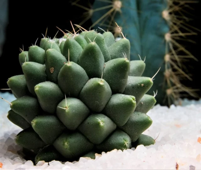 Mammillaria polythele