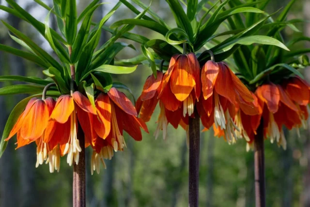 Fritillaria imperialis