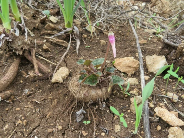 Tubero di ciclamino 