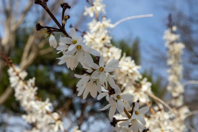 Il cielo stellato di fiori