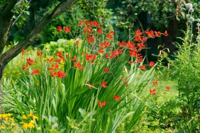 Crocosmia