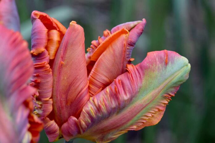 Tulipa 'Apricot Parrot'. tulipani