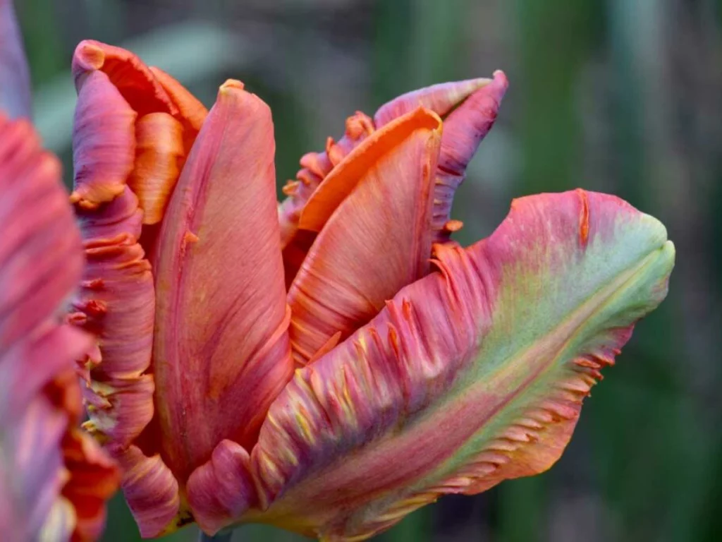 Tulipa 'Apricot Parrot'. tulipani