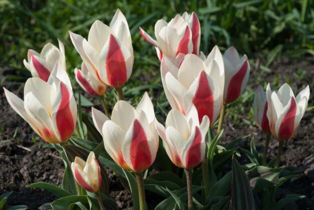 tulipani Tulipa greigii 'Authority'.