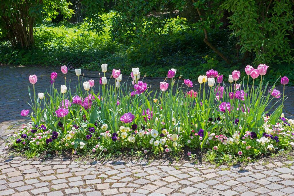 Aiuola in città con tulipani, viole e margherite
