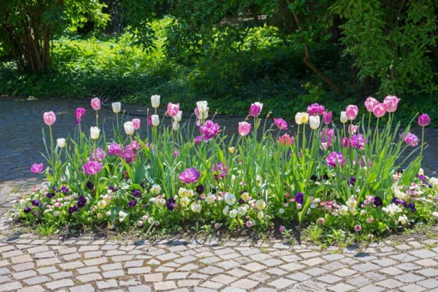 Aiuola in cittÃ  con tulipani, viole e margherite