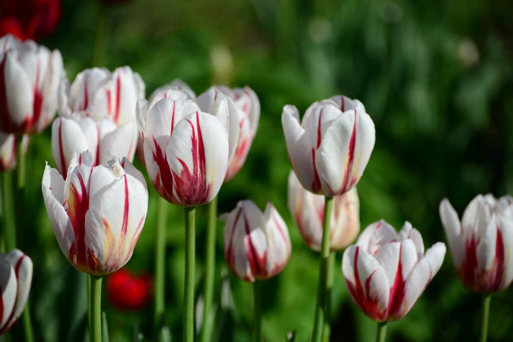 Tulipani bianchi con striature rosse