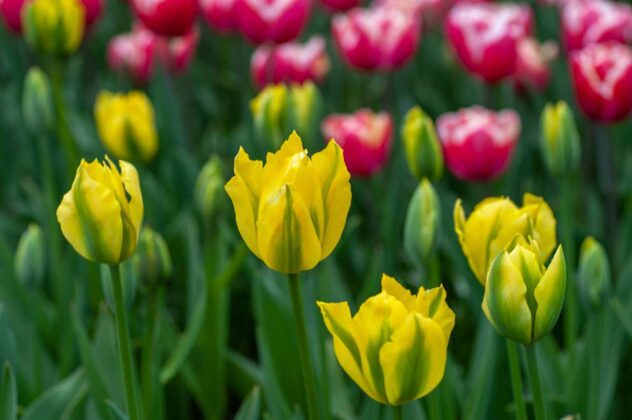 Tulipa 'Yellow Spring green'.