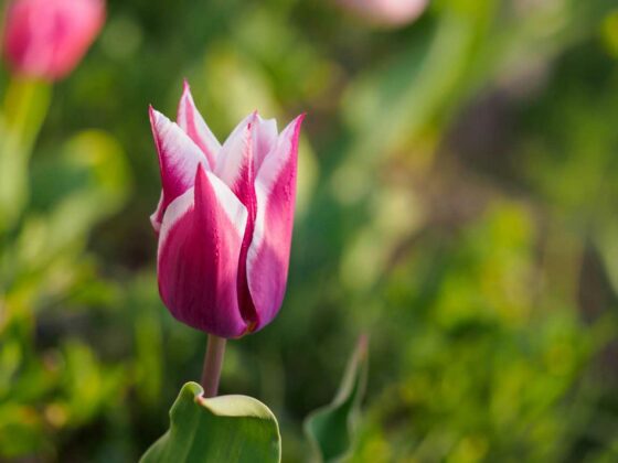 Tulipa 'Ballade' - Lily-Flowered Tulipani