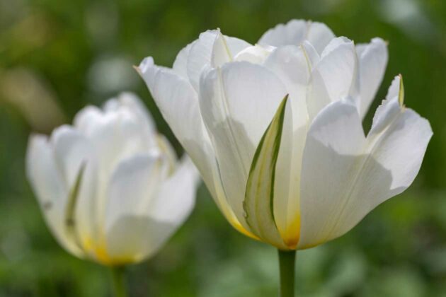 Tulipa 'Exotic Emperor', dai fiori semidoppi e profumati di colore bianco fiammato di verde,