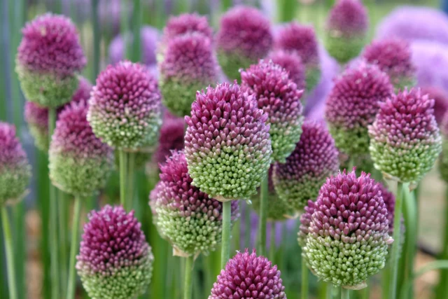 Allium sphaerocephalon