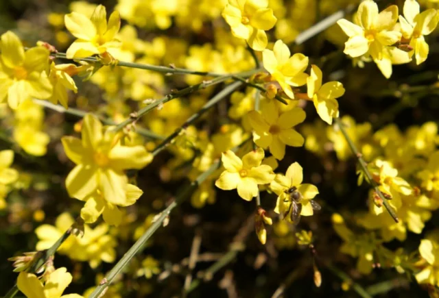 Rami fioriti di Jasminum nudiflorum