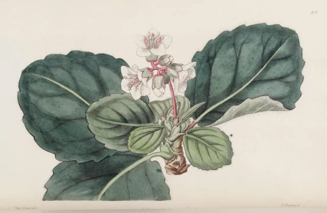 Un antico disegno di Bergenia