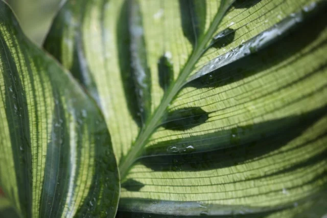 Foglie di Calathea makoyana