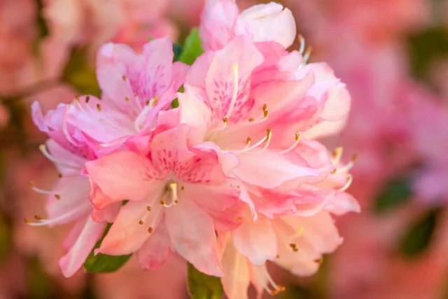 Azalea cura: close-up