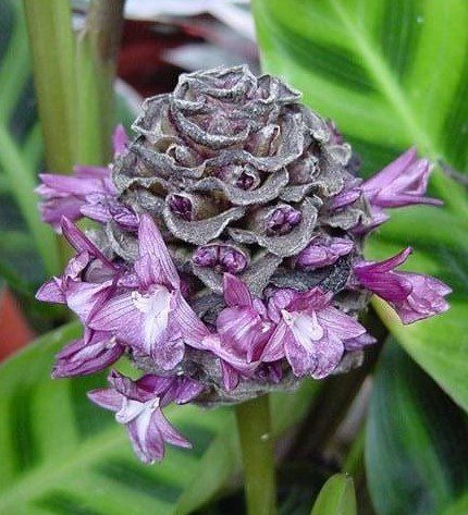 Infiorescenza di Calathea zebrina