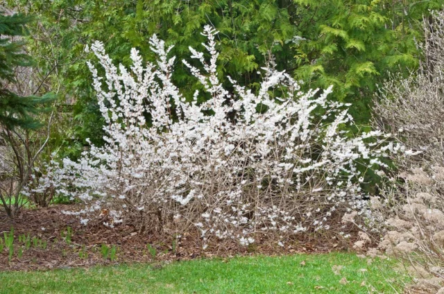 Il portamento di Abeliophyllum distichum