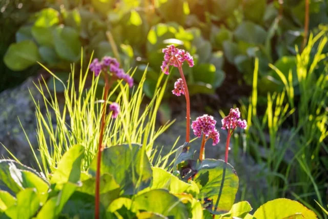 Bergenia in un border al sole