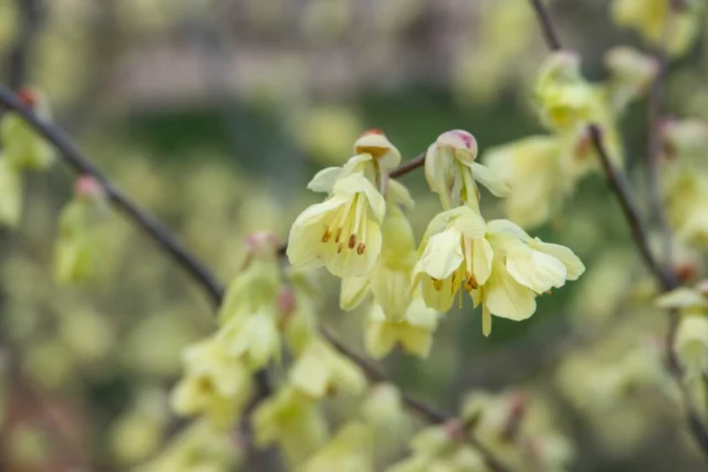 Fiori, dettaglio