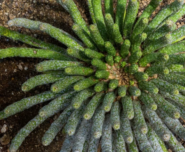 Euphorbia esculenta