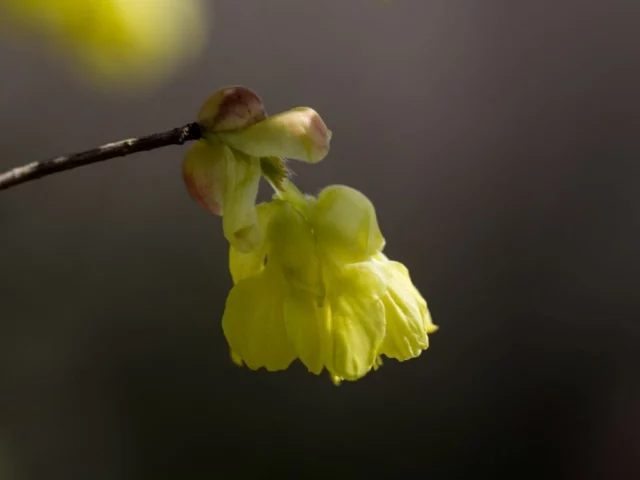 La delicatezza di un fiore