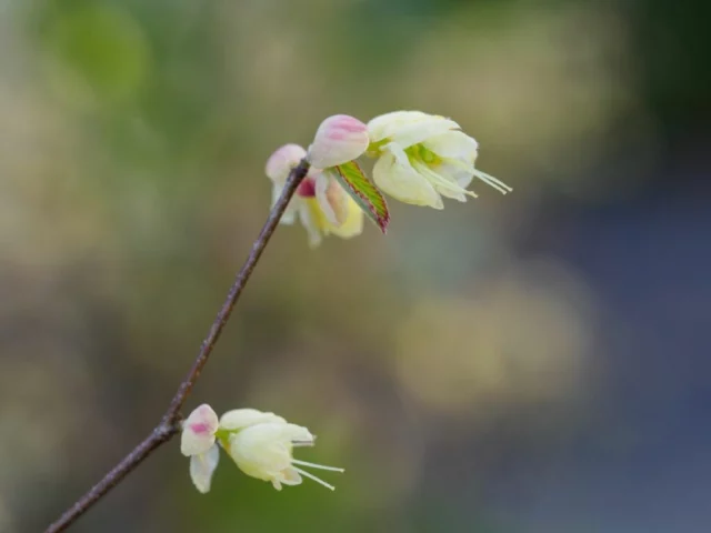 Un ramo fiorito di Corylopsis pauciflora